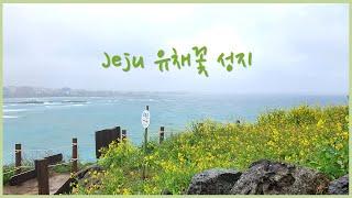 제주 유채꽃 성지 모음 제주 유채꽃밭 (feat.세화 카페) 제주 유채꽃 명소