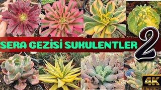 SUKULENT SERA GEZİSİ 2 #kaktus #sukkulenten #sukulent #flowers