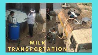 Milk Transportation in Milk Tanker | Milk cooperative | Pure Buffalo milk | #satisfyingvideo