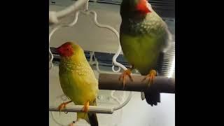 песня Тросникового астрильда #амадины #ladygouldianfinch #ladygouldian #птицы #lovebirds #shorts