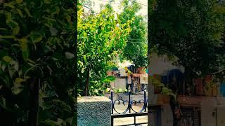 nature sound#kuhu kuhu sound#kuku#Breeze#music