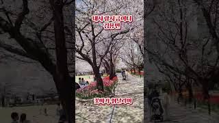 봄꽃보며 웃고살자  #김용빈 #   행복을비는마음 #내사랑지금어디 #김용빈 #김용빈