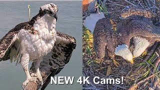 New 4K Eagle & Osprey Live Cams! Captiva Island Cams!