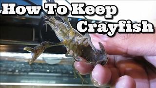 Keeping Freshwater Crayfish