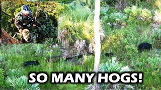 FLORIDA PUBLIC LAND HUNTING: A Day in the woods with Swamp N Stomp