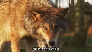 黑龙江野狼爱上警犬，专家撮合入洞房，最后生下怪异物种