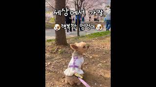 뭐가 됐든, 행복하면 됐찌!! #dog #강아지 #puppy #요크셔테리어 #cute #요키 #yorkie #요크셔 #차노을 #행복 #행복한일상