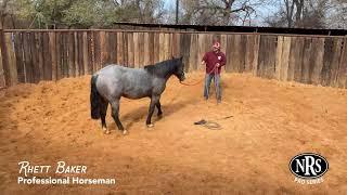 Horse Training a Stud Colt with Rhett Baker - NRS Pro Series