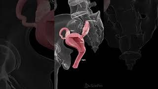  The Uterus: A Vital Organ in Reproductive Health  #anatomy