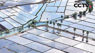 超梦幻！15万亩稻田开启“天空农场”模式 | CCTV