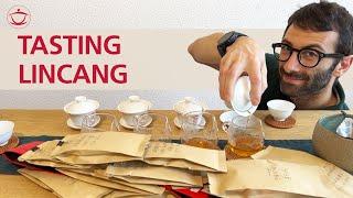 Tasting Sheng Pu’er from Lincang