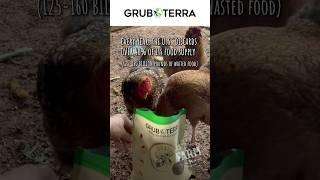 Grubterra is one of the few chicken products I love to support because of their environmental impact