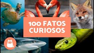 100 CURIOSIDADES sobre ANIMAIS SELVAGENS  Elas vão te surpreender!