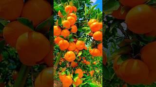 Orange Farming |orange harvesting #satisfying #agriculture #farming @yummyfarm