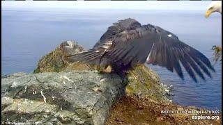 Explore.org West End Bald Eagles: The Funny Boys (and mum) / Waiting For Food. 5-8 Jul 2023