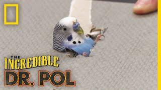 A Parakeet's Leg in Need | The Incredible Dr. Pol