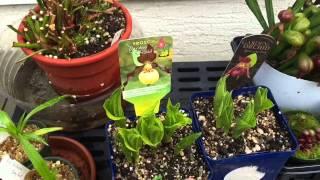 DISA AND CYPRIPEDIUM ORCHIDS TOGETHER AT LAST & VENUS FLY TRAP AND COBRA LILY UPDATE