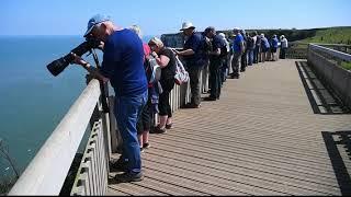 RSPB Bempton Cliffs. 14th May 2019