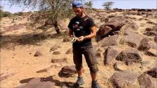 Hissing sand snake, Psammophis sibilans, Dâr Oulâd Tâleb, Assaba, Mauritania