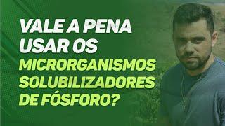 VALE A PENA usar os MICRORGANISMOS solubilizadores de FÓSFORO?