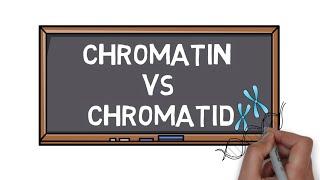 Chromatin Vs Chromatid | What is the Difference? | Pocket Bio |