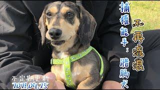 韩国领养的两岁半小腊肠#宠物领养 #腊肠犬