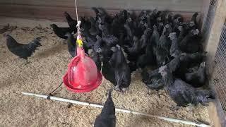 Ayam cemani chicken at breeding farms | Cackle Hatchery