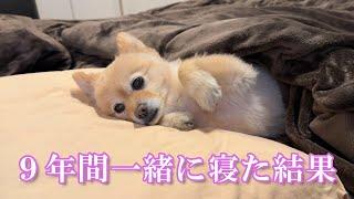 9年間一緒の布団で寝てきた愛犬は、冬になるとこうなります…