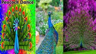 Peacock Dance | Peacock Opening Feathers | National Bird Peacock | Peacock Sounds | RR Digital