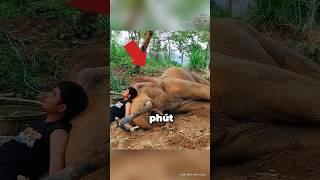 ️Chú Voi Mẹ Này Vừa Trải Qua Một Chuyện Kinh Hoàng #shorts