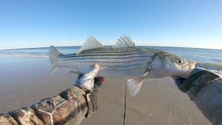 Striped Bass Surf Fishing - Fall Run - South Shore Long Island New York How To Fish Tough Conditions