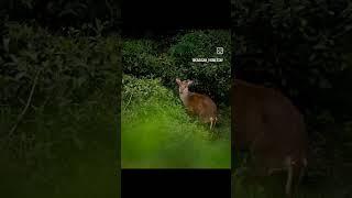 photography by souvik Debnath at Rangli Tea Garden