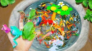 Catch Many Beautiful Colorful Ornamental Fish In Tiny Pond, Frogs, Black Ranchu Fish, Land Arowana