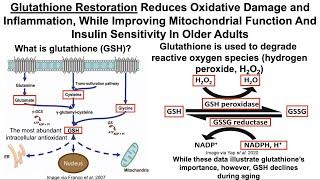 Glutathione Restoration Improves Hallmarks Of Aging in Older Adults