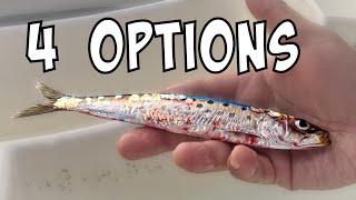 4 ways to hook LIVE BAIT [SoCal Sportboat Fishing]