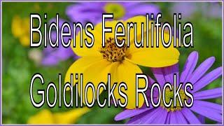 Bidens Ferulifolia  Goldilocks Rocks   [Proven Winners]