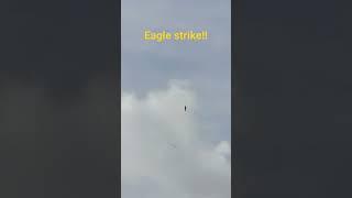 1.3 meter eagle attacks 2.5 meter RC glider