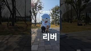 산책교육리트리버#리트리버#블랙칸#진주리트리버#반려견캠핑#캠핑#리트리버일상