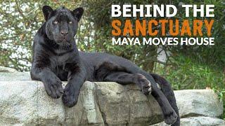 Maya Moves House! | Behind The Sanctuary