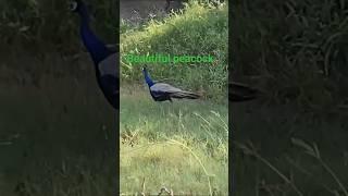 Beautiful peacock roaming bird      #shorts #youtubeshorts #viral