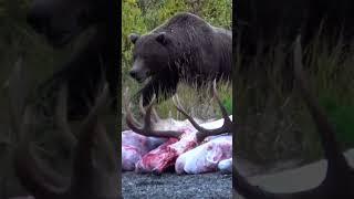 BROWN BEAR TRIES TO STEAL MOOSE. Go to S7 EP 15 to see more. #limitless #eberlestock #hunting #bears