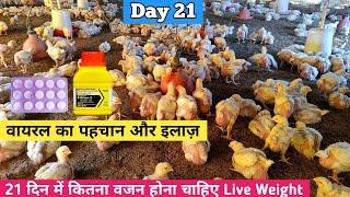 Day 21 Broiler Poultry Farming| Viral ?| मुर्ग़ी पालन का 21 दिन वजन ?|Broiler Management Day 14-21