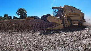 End Of Harvest 2022 - Combining The Beans