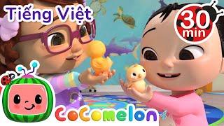 Tập Đếm Với Gà Con | CoComelon Tiếng Việt | Nhạc cho Trẻ em | Bài hát Ru ngủ