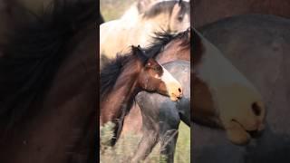 Feral Horses at Theodore Roosevelt National Park