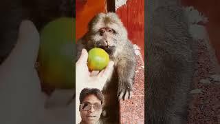  #monkey #animals #monkeybaby #funny #food #ytshorts #nkvlogs