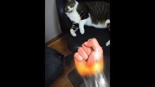 해외에서 난리난 무장색 패기 쓰는 고양이ㅋㅋㅋㅋ #Shorts