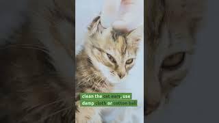 cat grooming tips#shorts