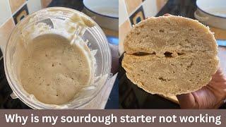 Why is my sourdough starter not working : Sourdough starter not rising day 7 : Troubleshooting