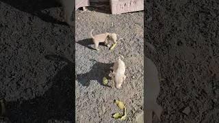 #cutepuppy